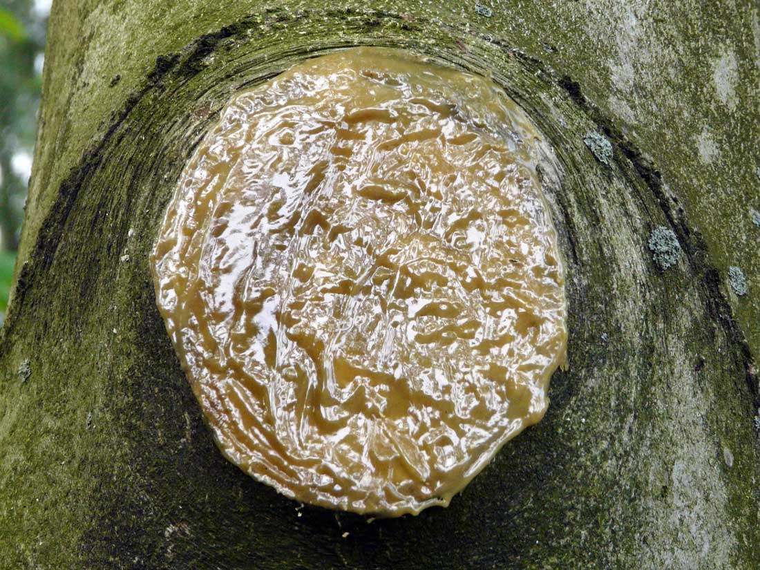 Štěpařský vosk stéká Štěpařský vosk stéká
