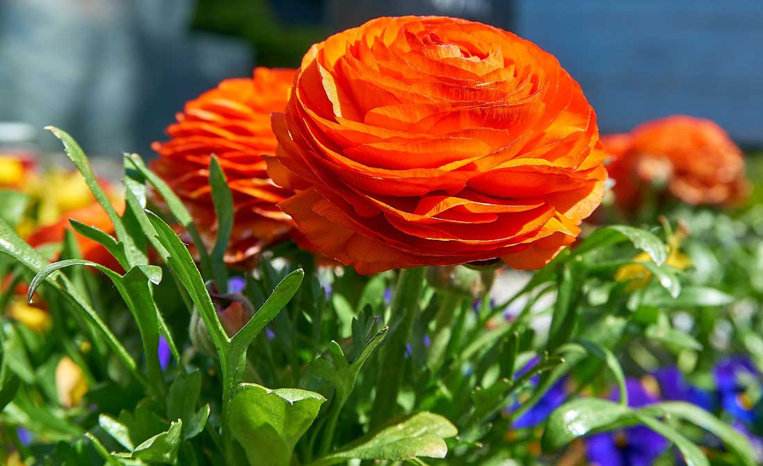 Pryskyřník Ranunculus asiaticus, foto Pixabay pryskyřník Ranunculus asiaticus