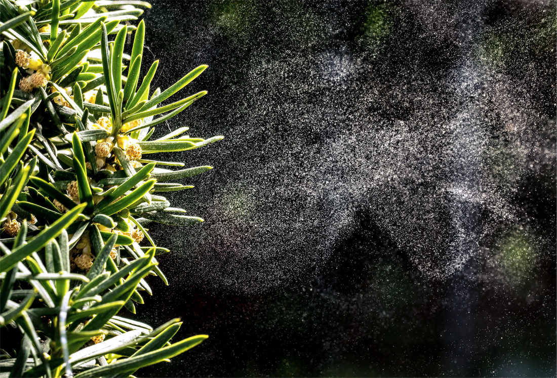 Také z jehličnanů se na jaře práší; foto Shutterstock Pyl z jehličnanů