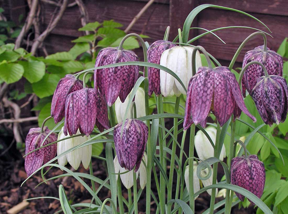 Řebčík kostkovaný Fritillaria meleagris Řebčík kostkovaný Fritillaria meleagris