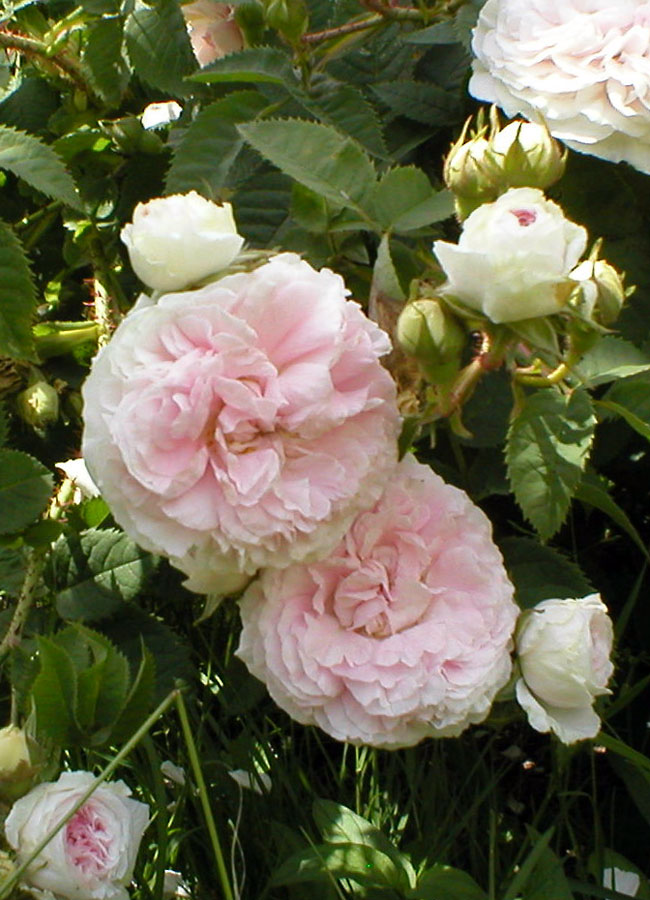 Alba Felicite Parmentie, šlechtitel Parmentier, před 1836 Alba Felicite Parmentie, šlechtitel Parmentier, před 1836
