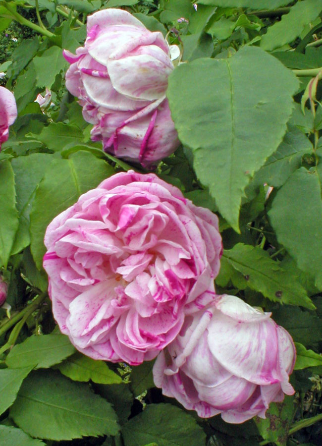 Bourbonka Honorine De Brabant, Tanne před 1916 Bourbonka Honorine De Brabant, Tanne před 1916