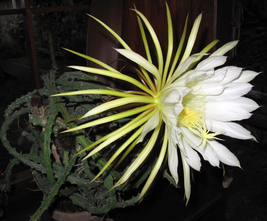 Cereus grandiflorus