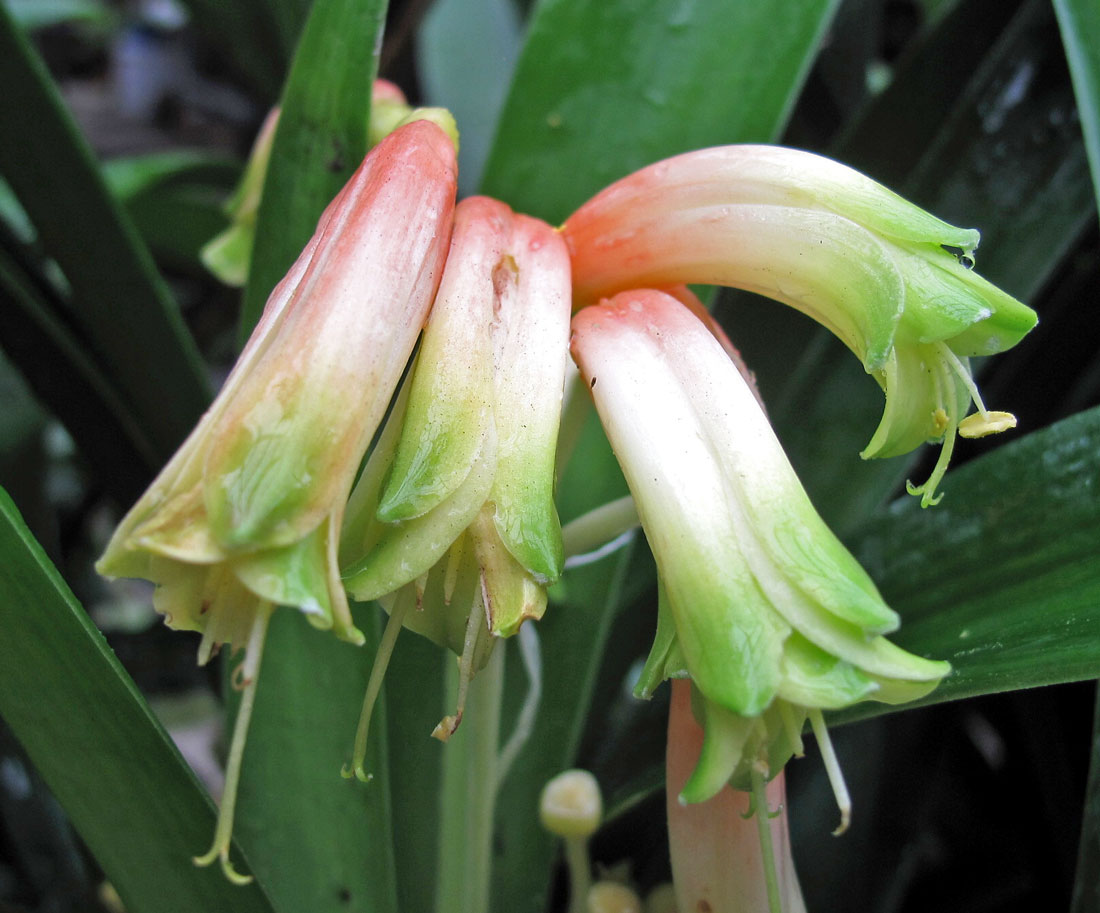 Clivia nobilis