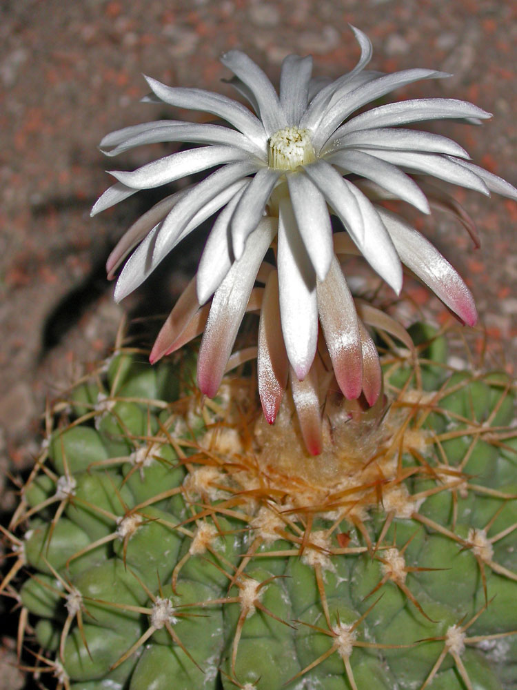 Discocactus mamillosus v minerální směsi