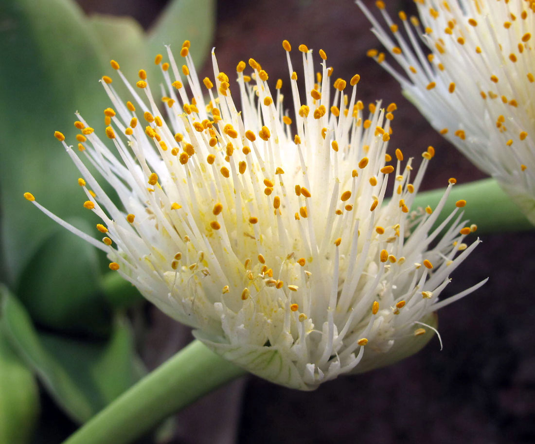 Haemanthus albiflos