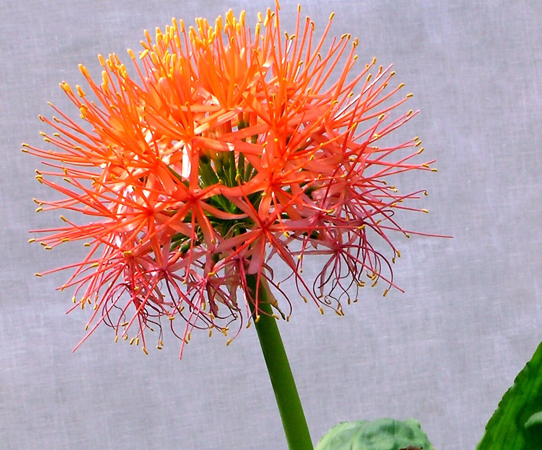 Krvokvěty (Haemanthus katharinae)
