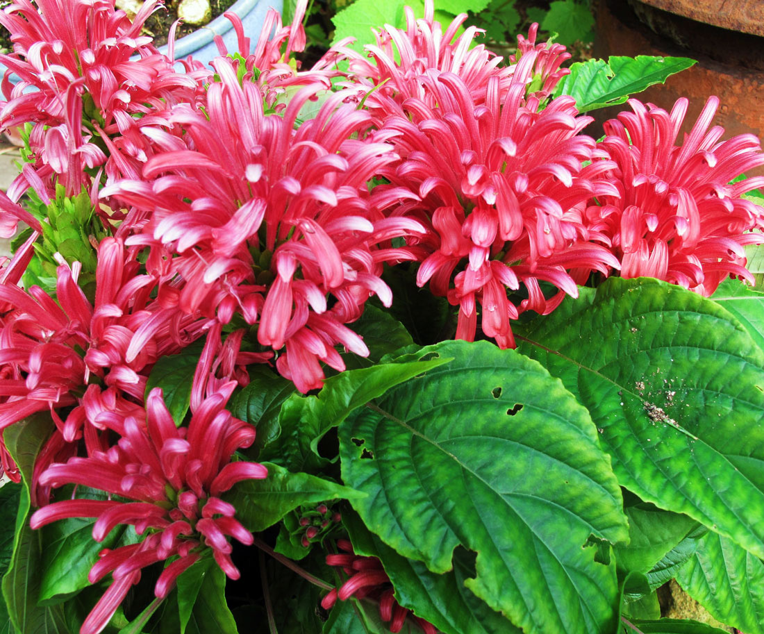 Justicia carnea, další z řady oblíbených rostlin Karla Čapka