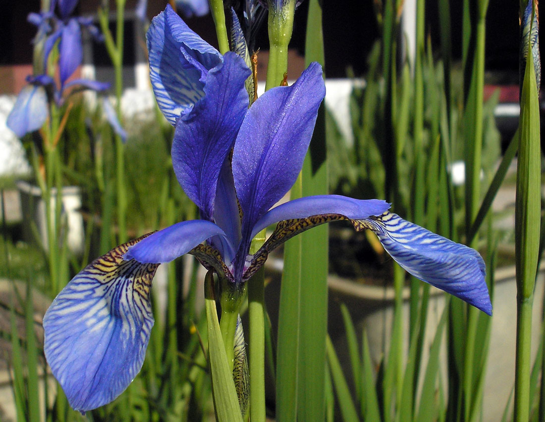 Kosatec sibiřský (Iris sibirica) Kosatec sibiřský