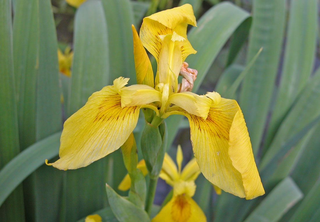 Kosatec žlutý (Iris pseudacorus) Kosatec žlutý