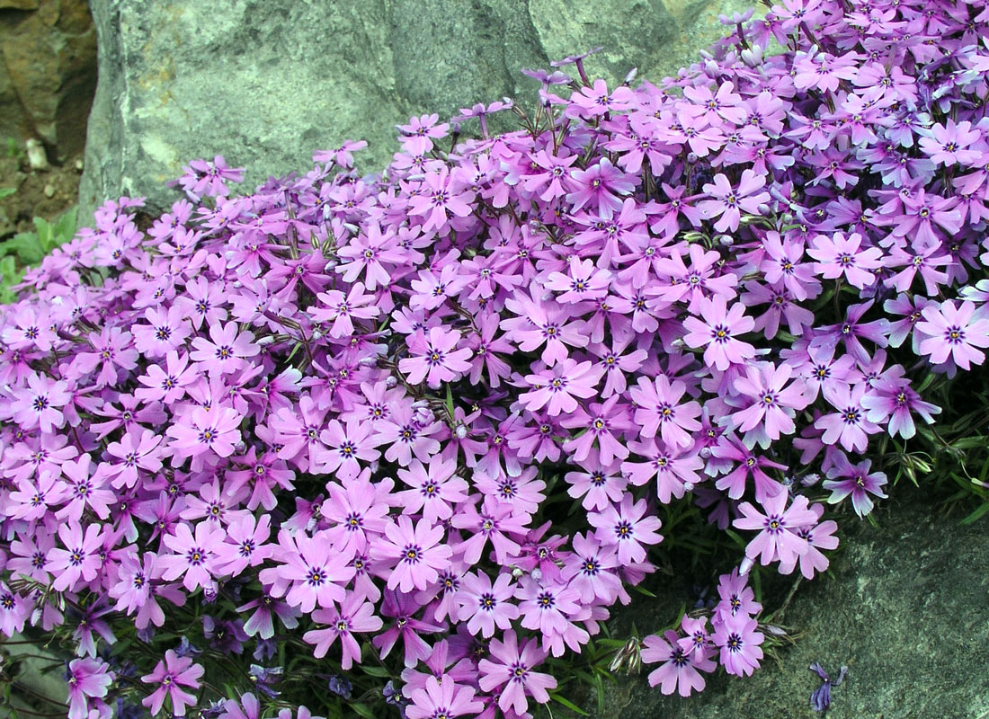 Purple Beauty Purple Beauty