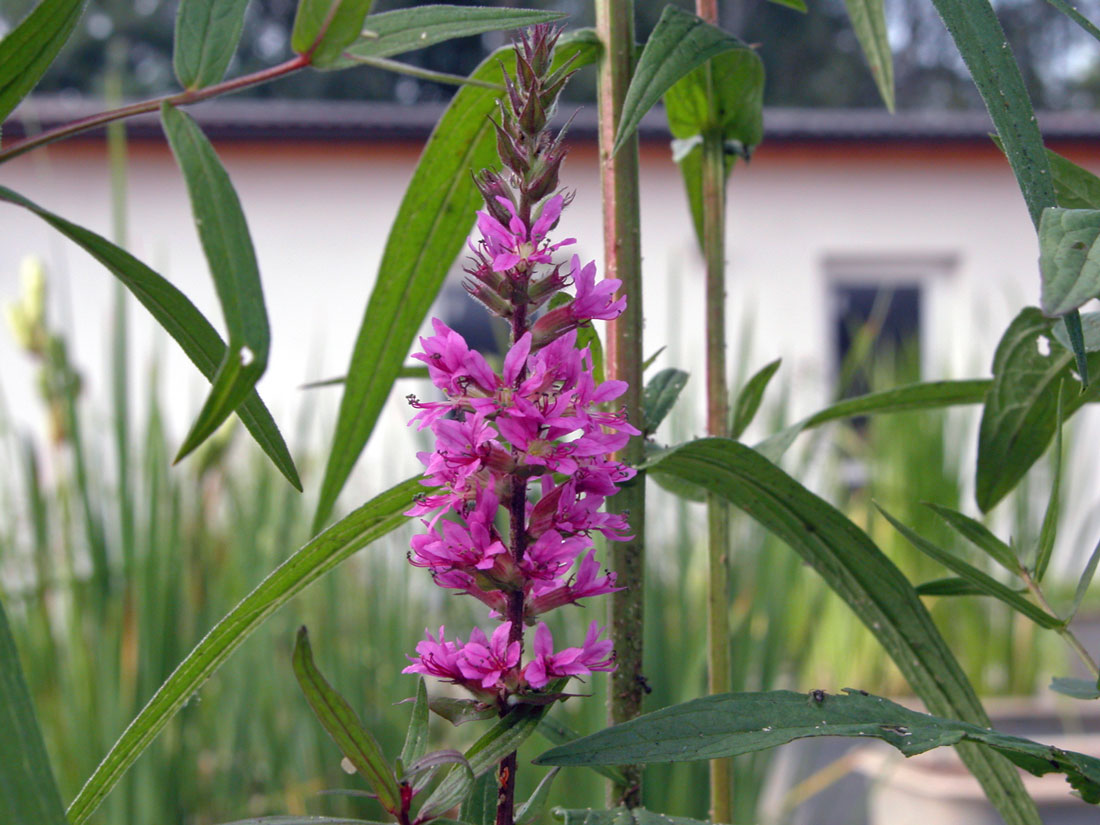 Kyprej vrbice (Lythrum salicaria) Kyprej vrbice
