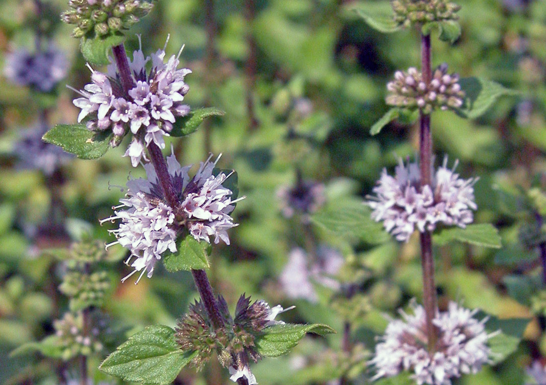 Máta vodní (Mentha aquatica) Máta vodní