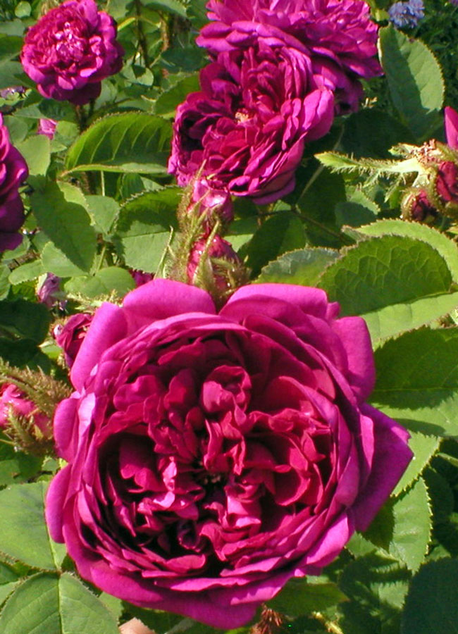 Mechovka Eugenie Guinoisseau, Guinoisseau-Flon 1864 Mechovka Eugenie Guinoisseau, Guinoisseau-Flon 1864