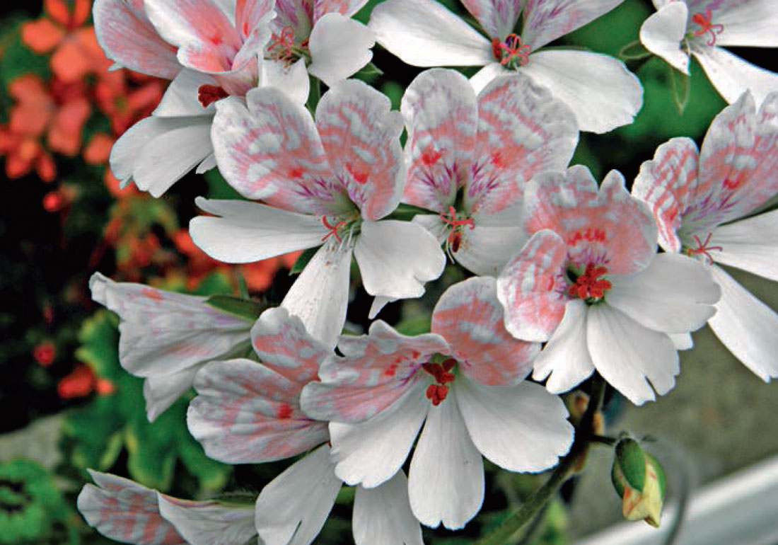 Pelargonie zonartic, foto Petr Reichelt Pelargonie zonartic