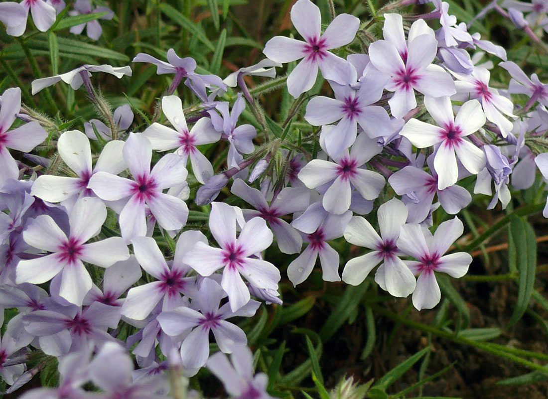 Phlox Chattahoochee Phlox Chattahoochee
