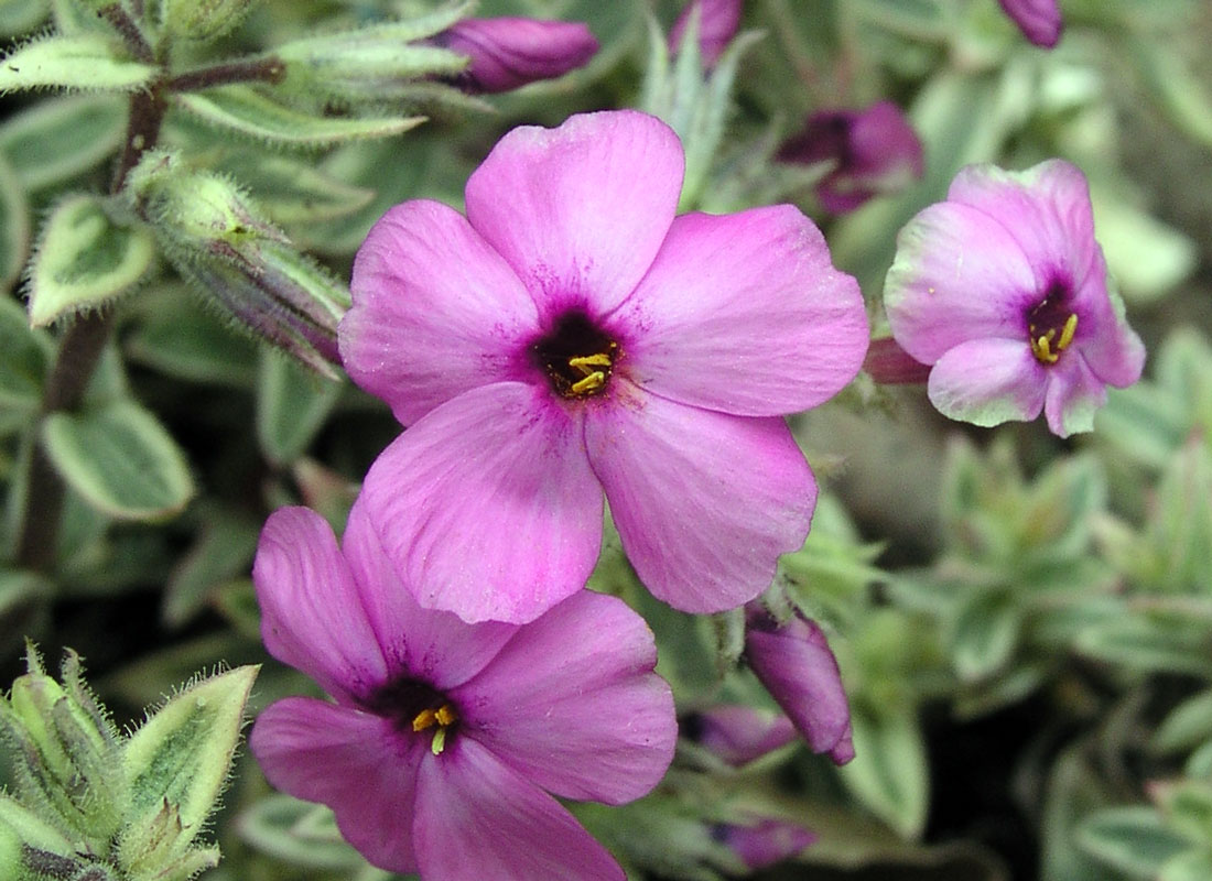 Phlox amoena, kultivar Variegata Phlox amoena Variegata