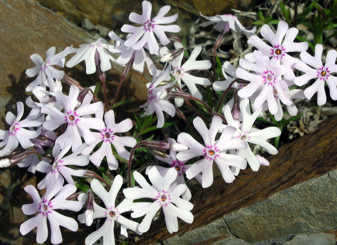 Phlox bifida, kultivar Petticoat Phlox-bifida-Petticoat