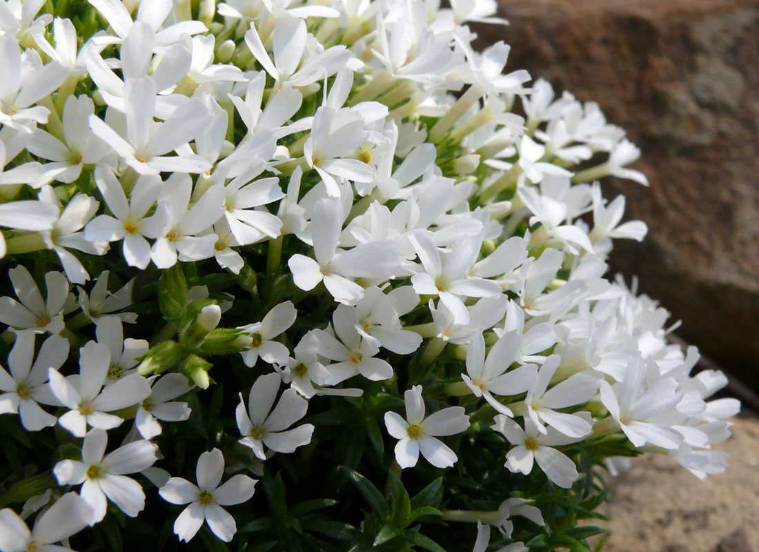 Phlox covillei Phlox covillei