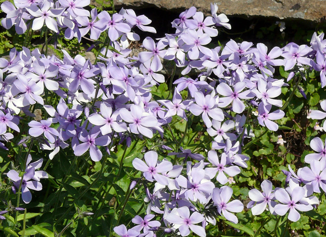 Phlox divaricata ssp. laphami Phlox divaricata ssp. laphami