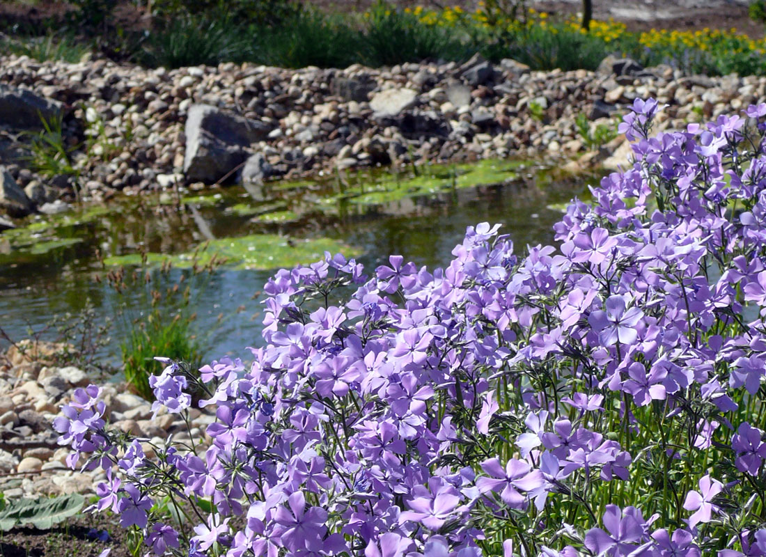 Phlox divaricata Phlox divaricata