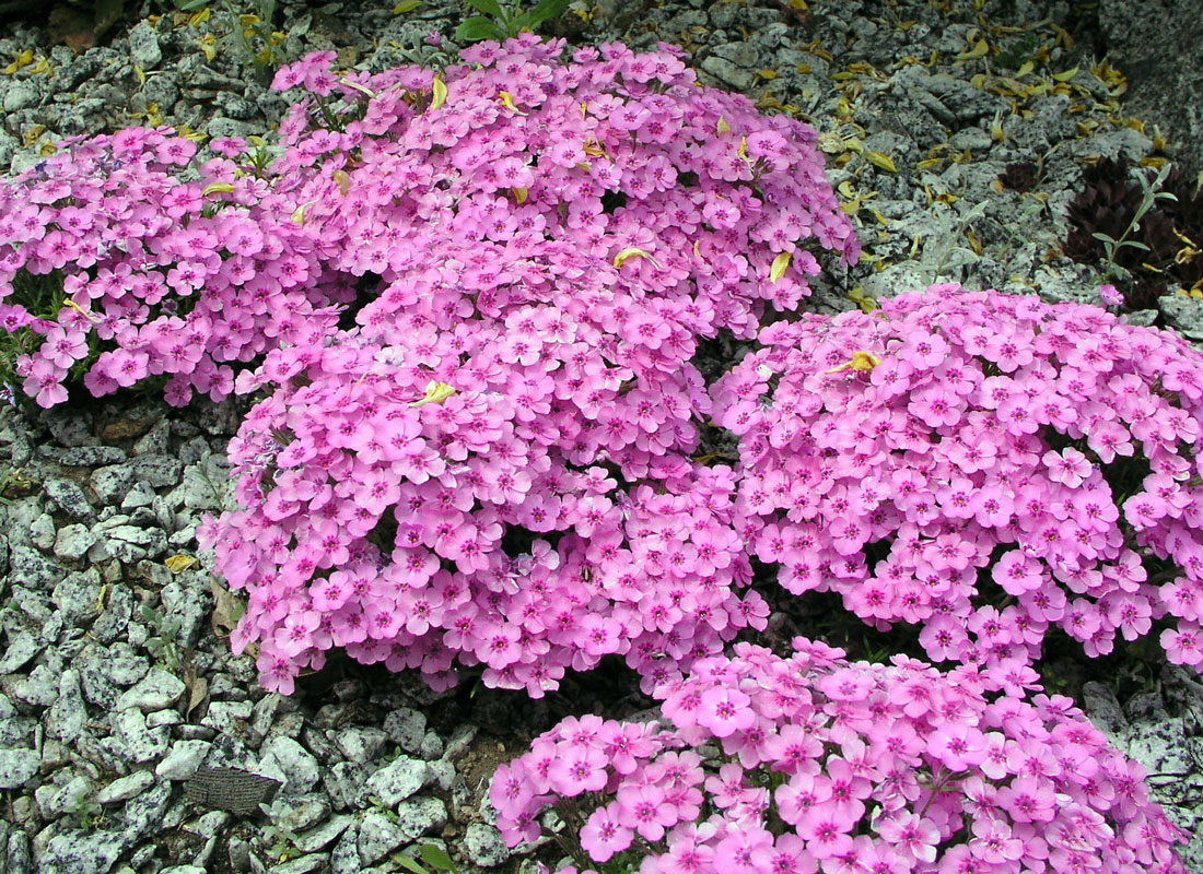 Phlox subulata Vivid Phlox subulata Vivid