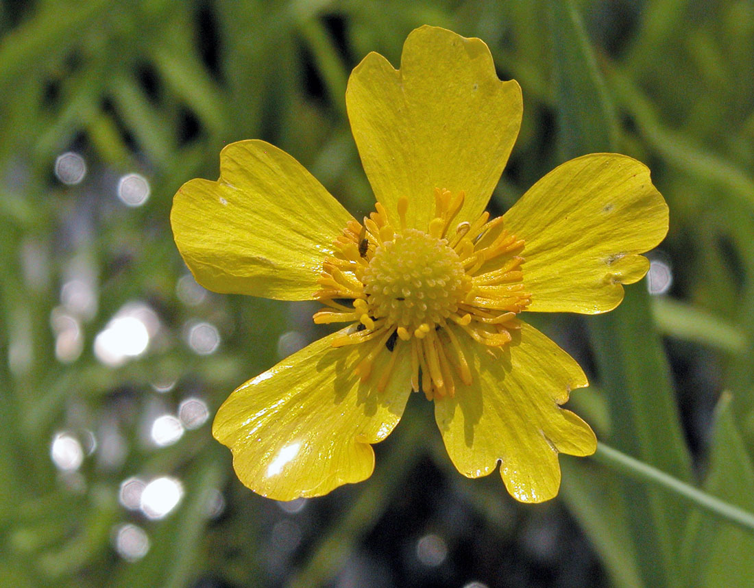 Pryskyřník velký (Ranunculus lingua) Pryskyřník velký