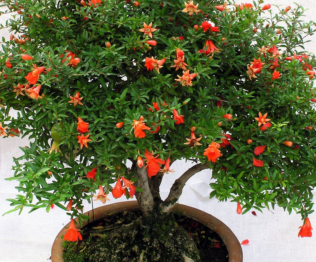 Punica granatum Nana