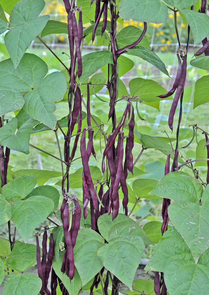 Purple Podded Climbing Purple Podded Climbing
