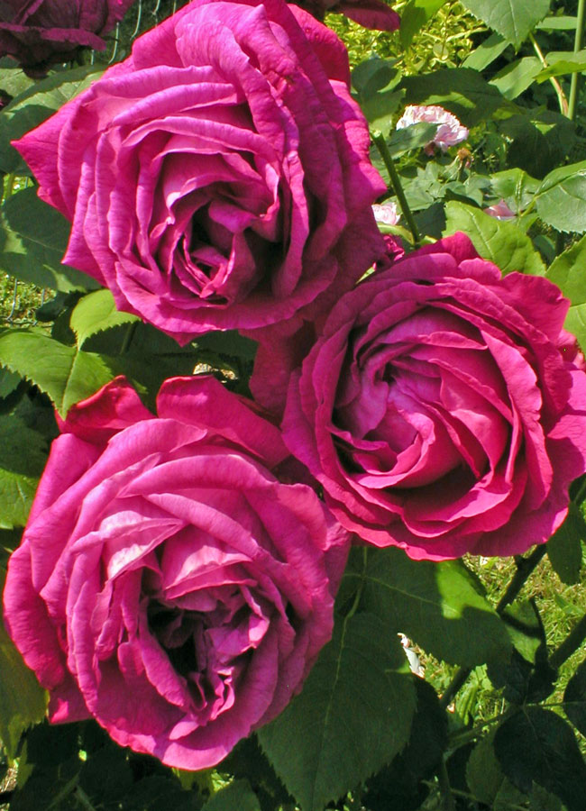 Remontantka Ulrich Brunner Fils, Levet 1881 Remontantka Ulrich Brunner Fils, Levet 1881