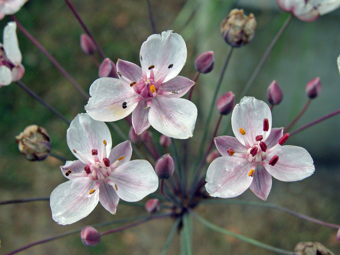 Šmel okoličnatý (Butomus umbellatus) Šmel okoličnatý