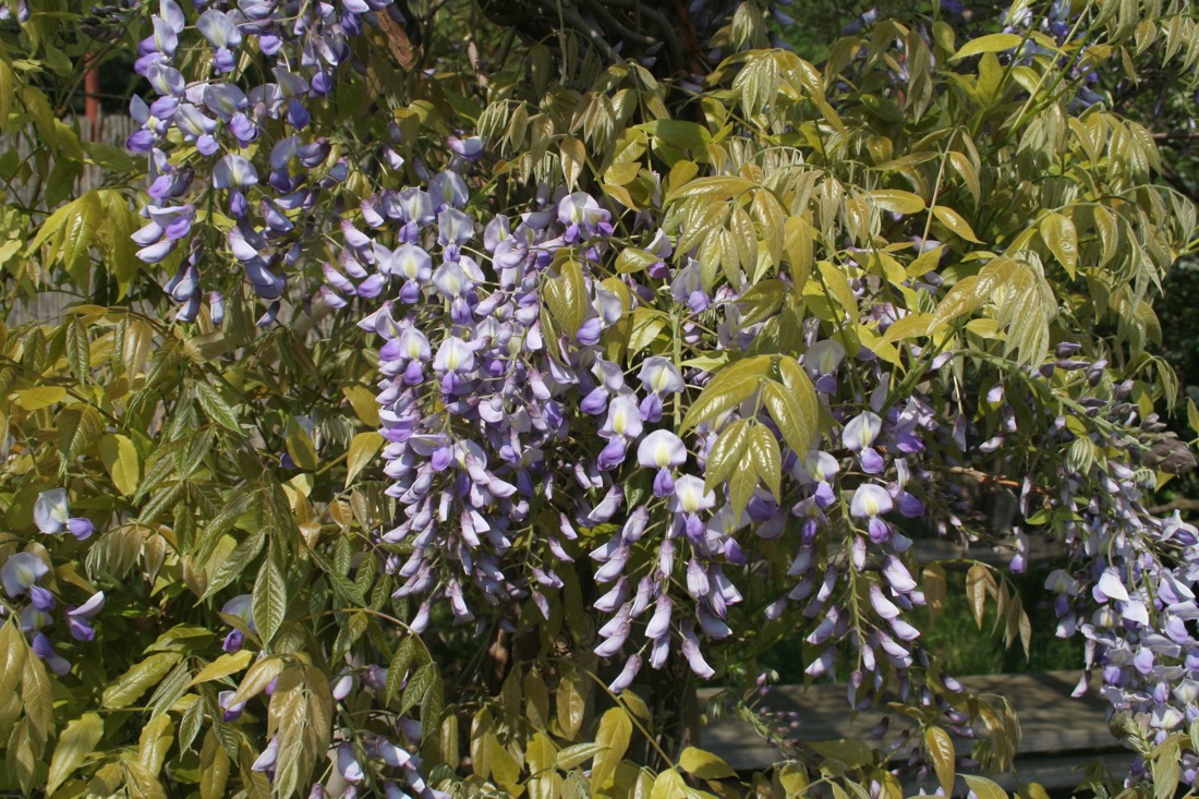 Proč se vistárie latinsky jmenuje Wisteria, kdo byl Caspar Wistar