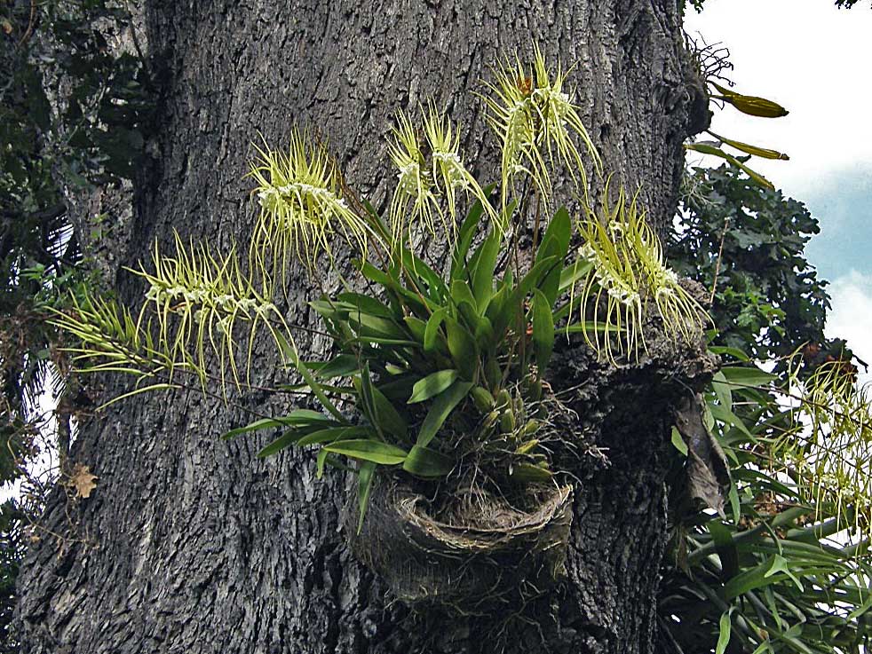 Parazitují bromélie a orchideje na stromech?