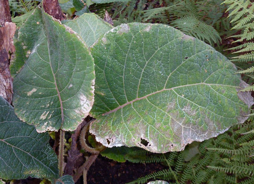 Hortenzie Hydrangea aspera subsp. sargentiana s usychajícími listy o hortenzii Hydrangea sargentiana