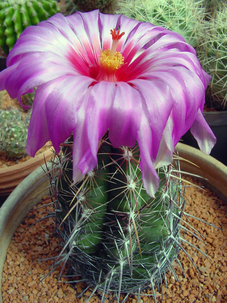 Thelocactus bicolor je zasazen v poměrně široké misce. Ta je však mělká kvůli prokořenění. Thelocactus bicolor je zasazen v poměrně široké misce. Ta je však mělká kvůli prokořenění.