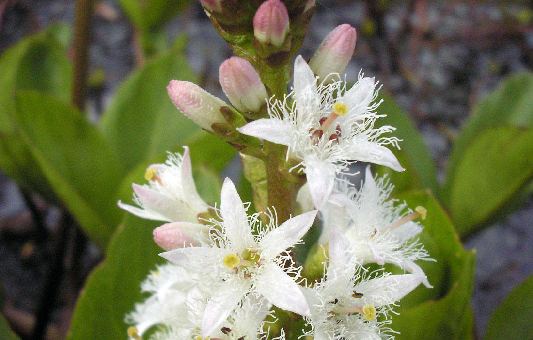 Vachta trojlistá (Menyanthes trifoliata) Vachta trojlistá