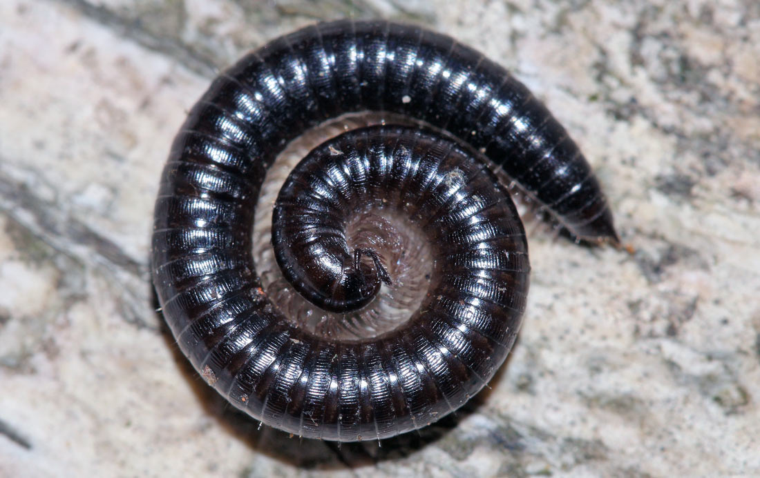 Samička mnohonožky z rodu Leptoiulus stočená do typické spirály, foto F. Trnka Samička mnohonožky z rodu Leptoiulus