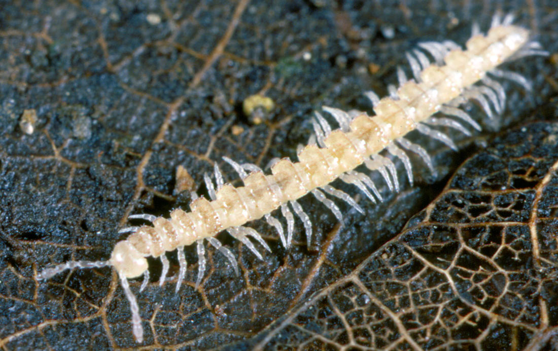 Dospělý sameček plochule Brachydesmus superus, foto Karel Tajovský Plochule Brachydesmus superus
