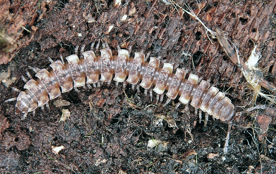 Plochule křehká (Polydesmus complanatus) patří k největším plochulím v Česku, délka těla dosahuje až 23 mm. Foto J. Vaněk Plochule křehká (Polydesmus complanatus)