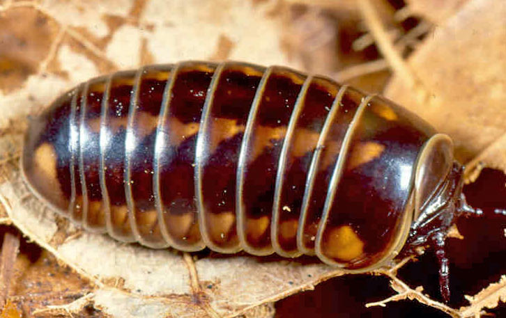 Svinule druhu Glomeris hexasticha má krátké zavalité tělo zdobené podélně šesti řadami světlejších skvrn, foto Karel Tajovský Svinule Glomeris hexasticha