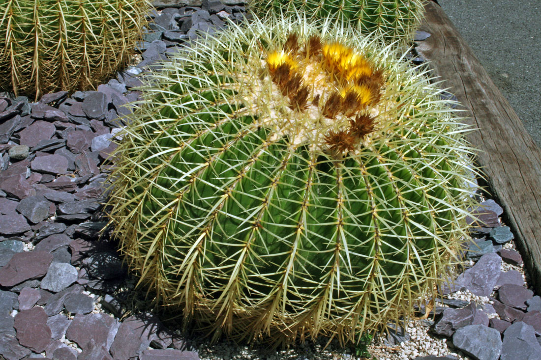 Echinocactus grusonii