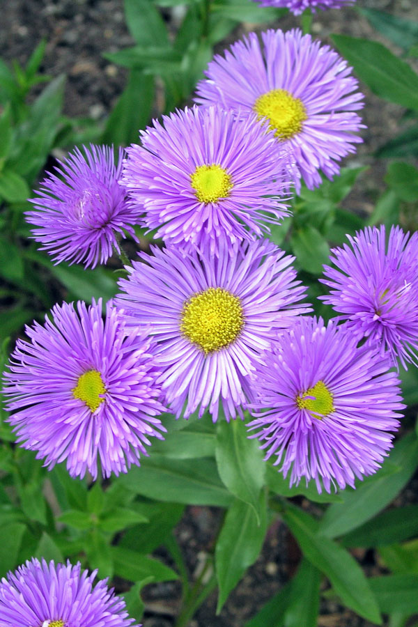 Turan Erigeron Adria