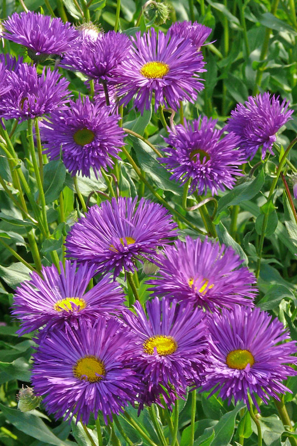 E. Dominator