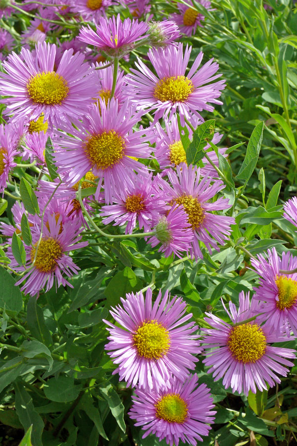 E. Gaiety