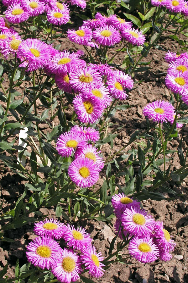 E. Rosa Triumph