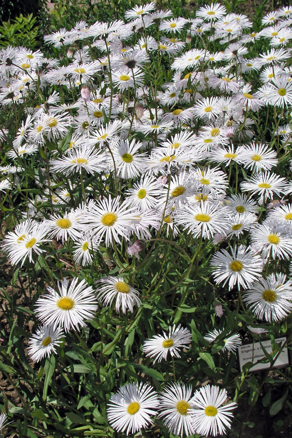 E. Schneeewitchen
