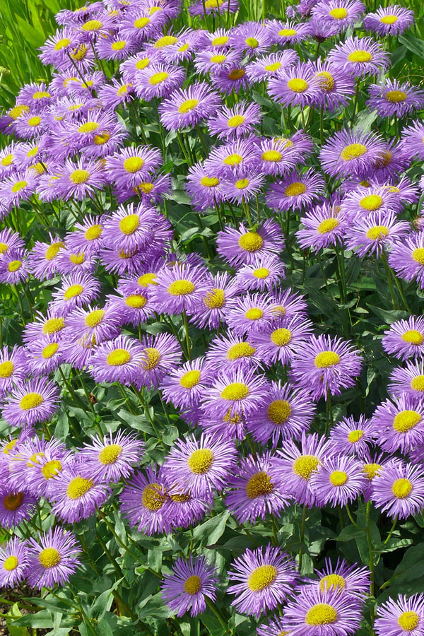 E. Strahlenmeer