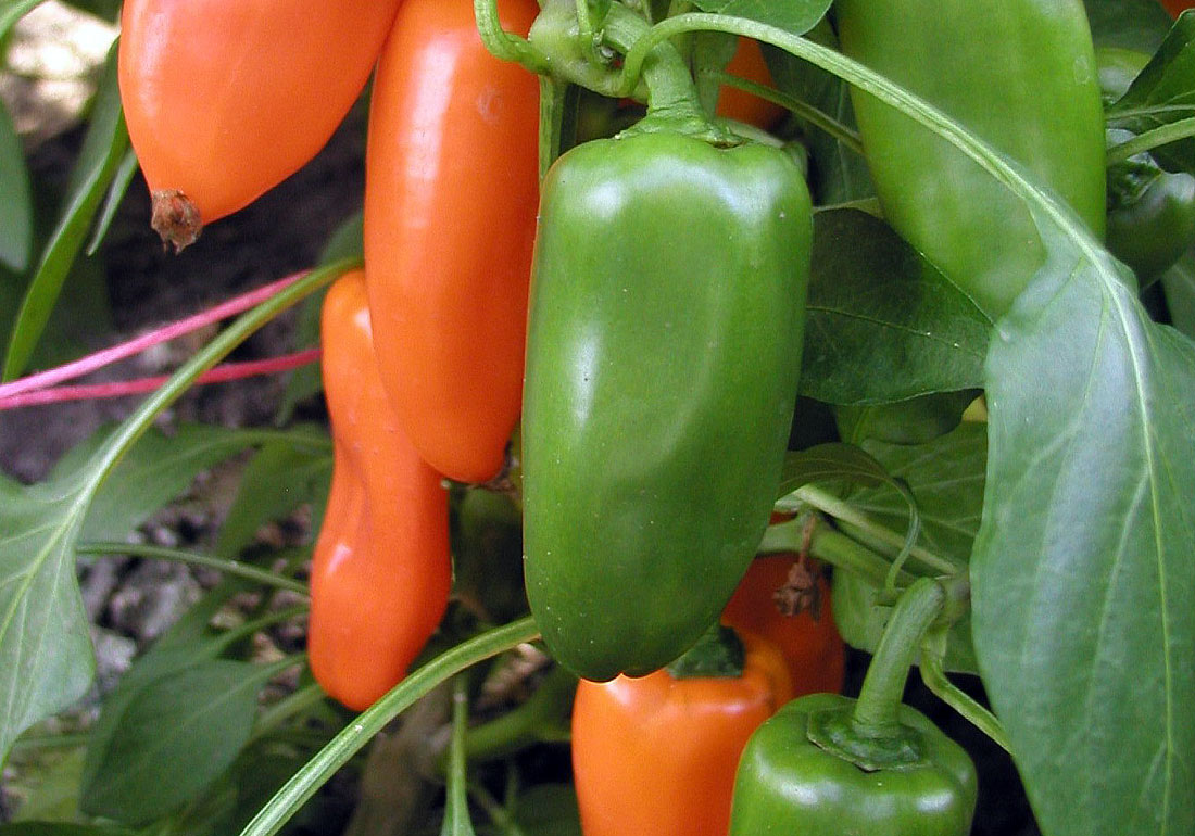 Paprika Hamik
