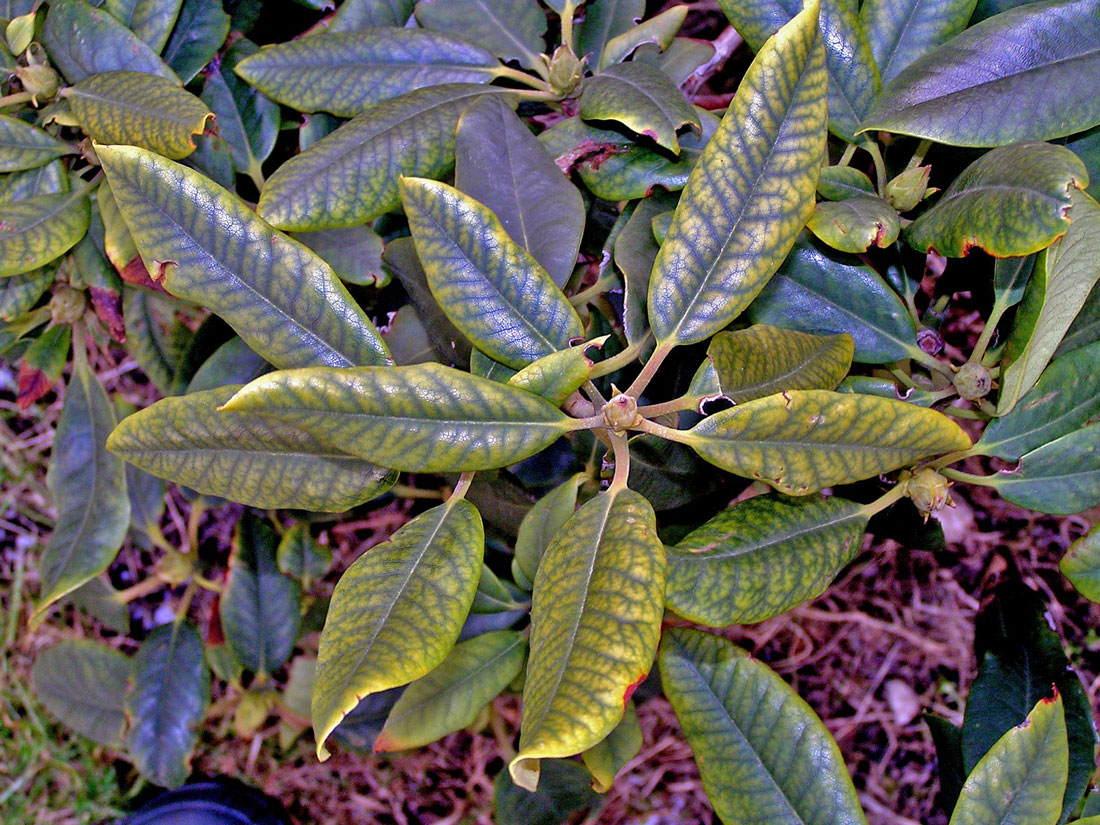 Nedostatečně kyselá půda vedla k poškození rododendronu Příznaky poškození rododendronu při nedostatečně kyselé půdě