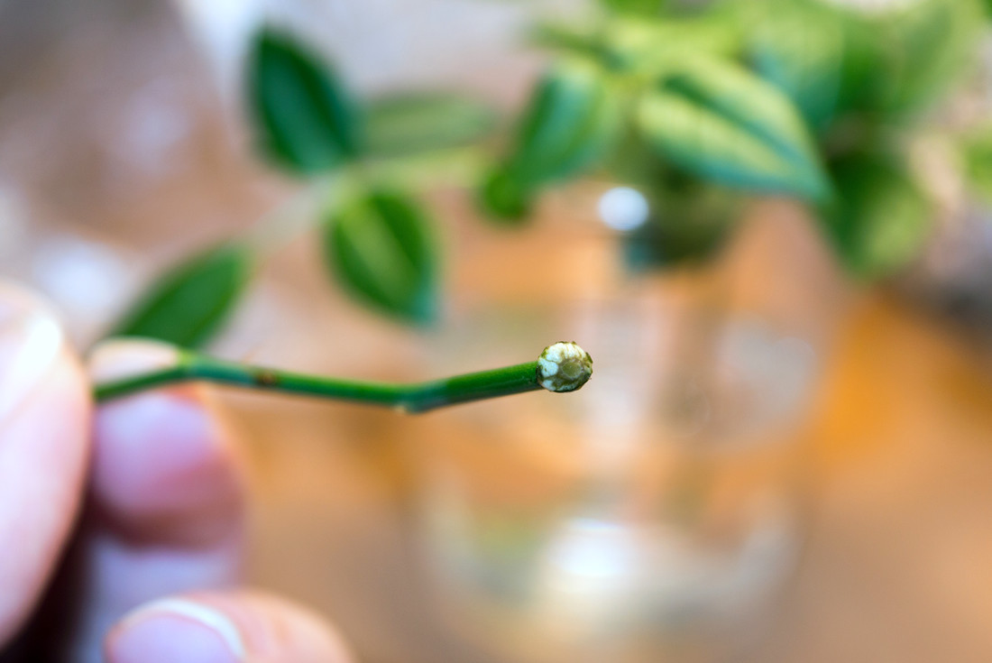 Z kalusu na konci řízku vyrůstají kořínky; foto Shutterstock Růže se dají množit zelenými řízky: Takto tvoří kořinky.